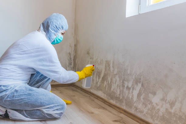 Licensed Commercial Mold Remediation service in Smithfield, VA - WQB Mold Removal